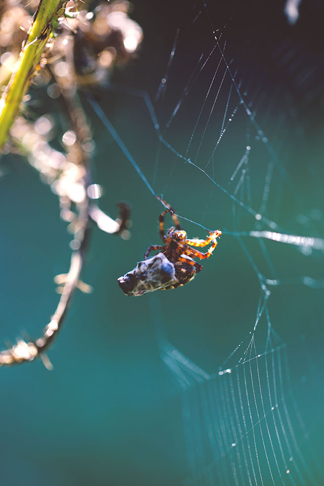 Farming For Nature Spider | Etna Studios
