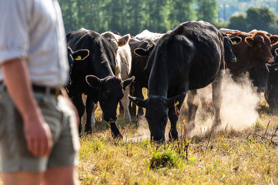 Wild Acre Farmer With Cows | Etna Studios