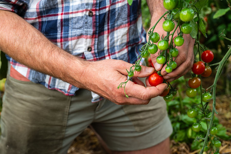 Wild Acre Farmer With Tomatoes | Etna Studios